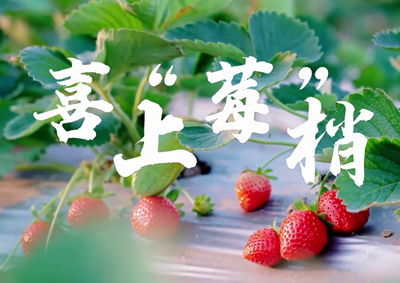 中國電信的信息技術(shù)正成為草莓種植戶拓展銷售、傳播口碑的新農(nóng)具_(dá)400.jpg